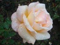 Rose blanche mouillée