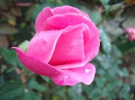 rose vue de profile