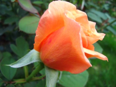 superbe photo de rose gratuite