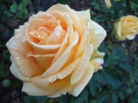 magnifique rose après le passage de la pluie