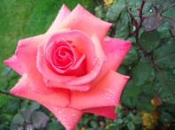 Rose extraordinaire