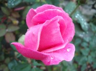 rose vue de profile 2