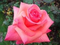 très belle rose 2