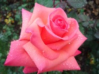 très belle rose