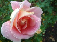 Zoom sur une belle rose